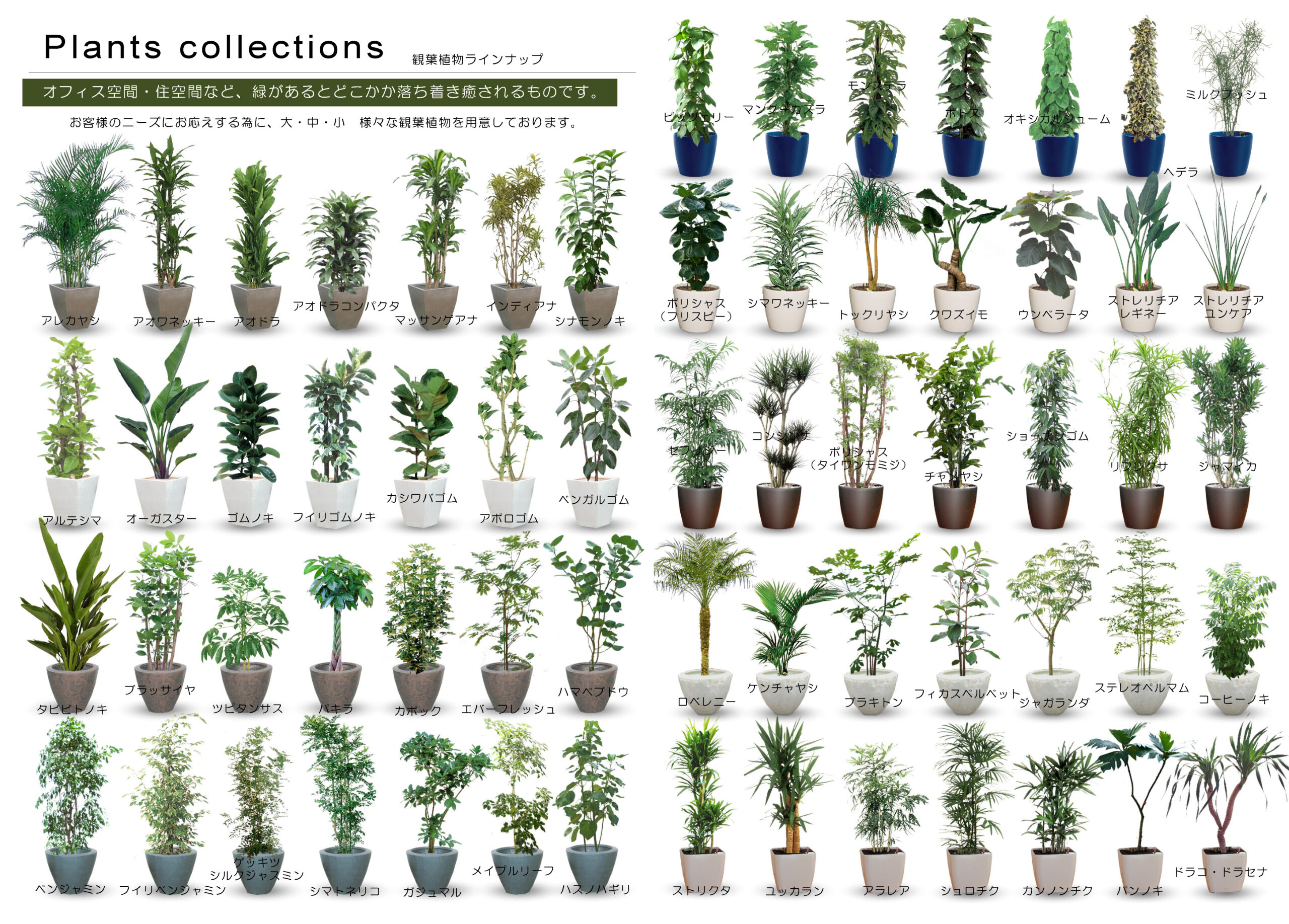 植物集サムネイル